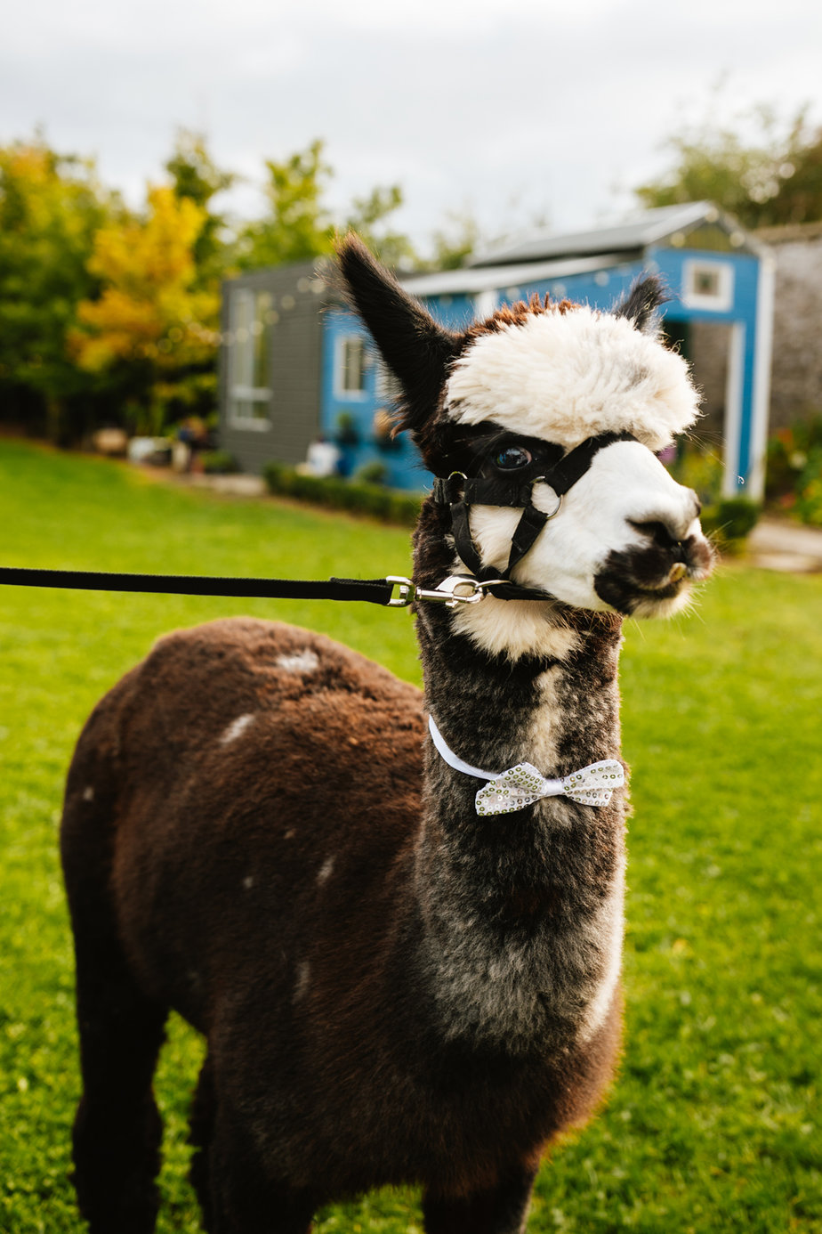 alpaca farm