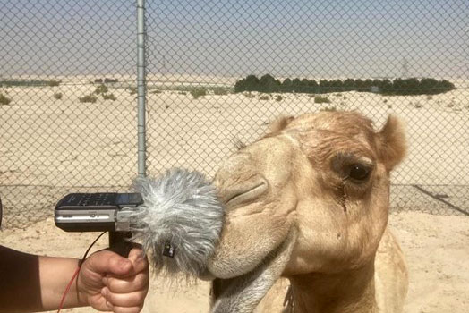 Close-up on the face of a camel as someone out of frame holds up an audio recorder, its fuzzy gray windscreen pressed against the camel's nose.
