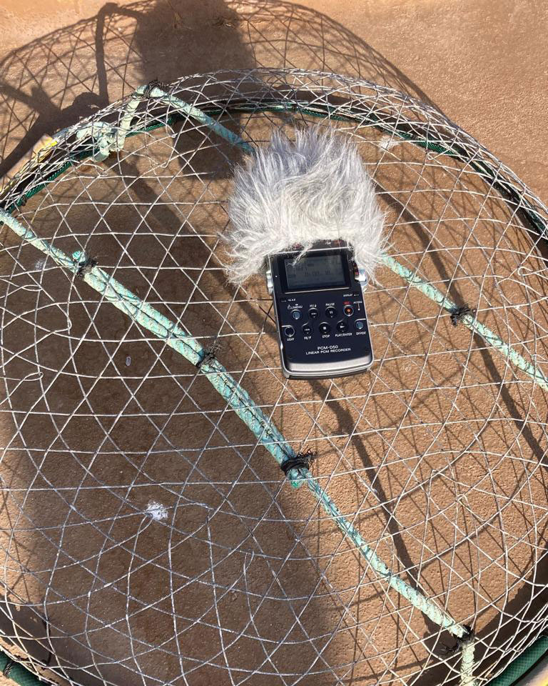 An audio recorder with a fuzzy white windscreen sits on top of a dome-shaped fish net on the ground.