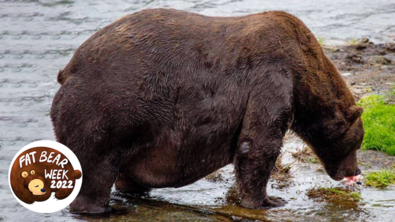 Fat Bear Week is again and it is the perfect one but