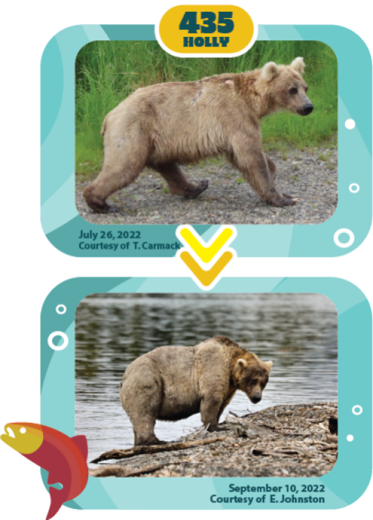 a bear fattening up over the summer