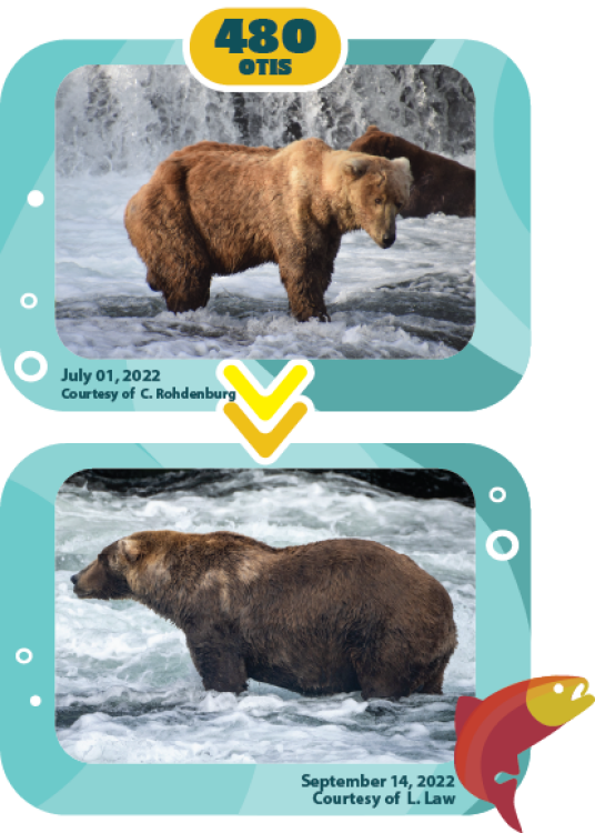 a bear fattening up over the summer