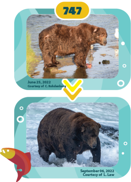 a bear fattening up over the summer
