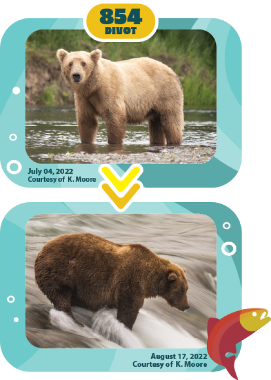 a bear fattening up over the summer