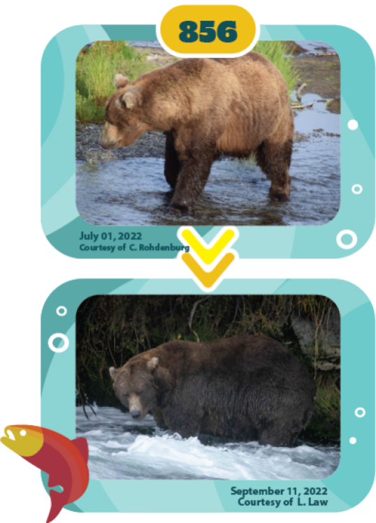 a bear fattening up over the summer