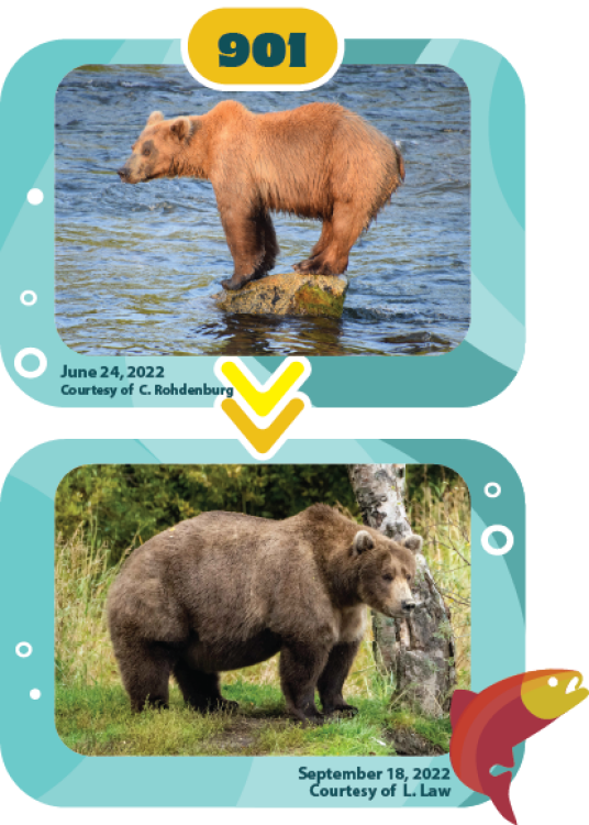 a bear fattening up over the summer