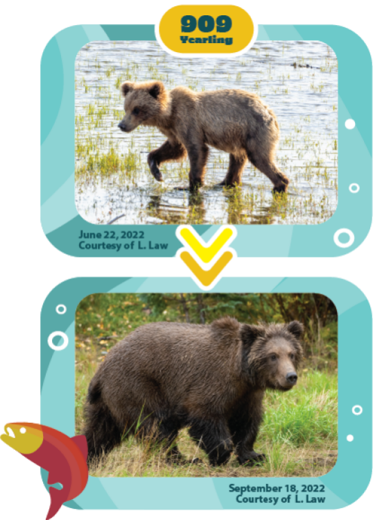 a bear fattening up over the summer