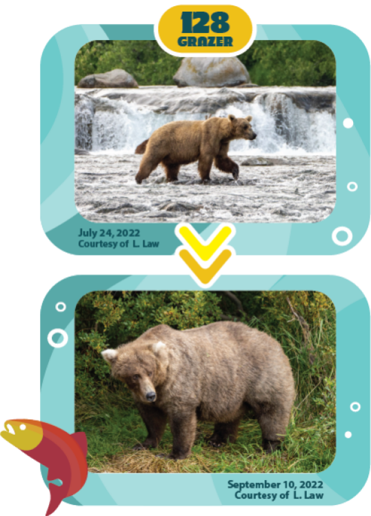 a bear fattening up over the summer