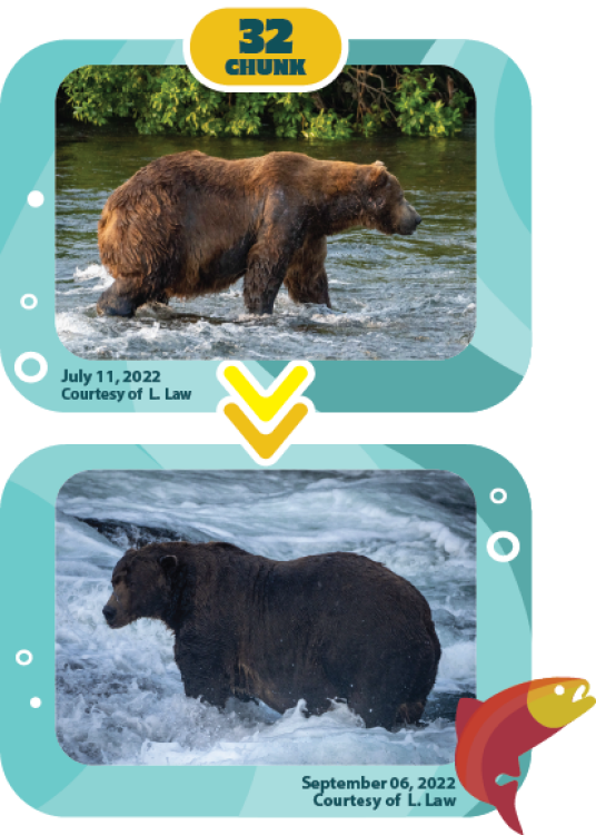 a bear fattening up over the summer