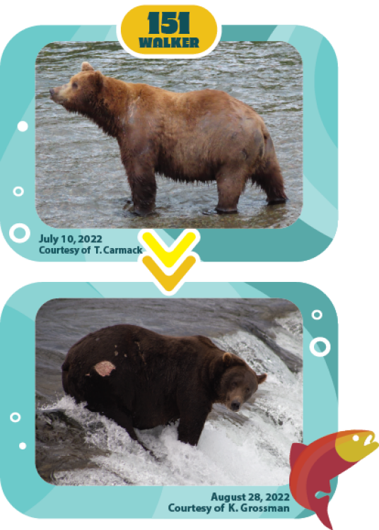 a bear fattening up over the summer