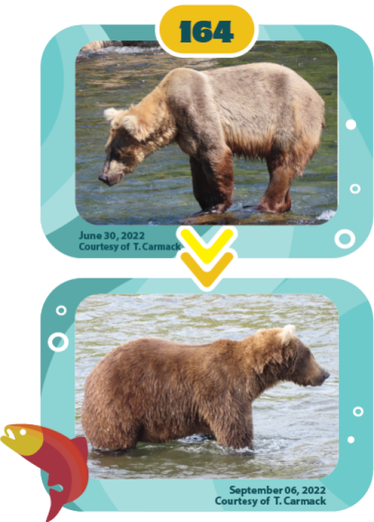 a bear fattening up over the summer
