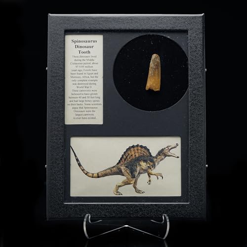 Spinosaurus Tooth Fossil