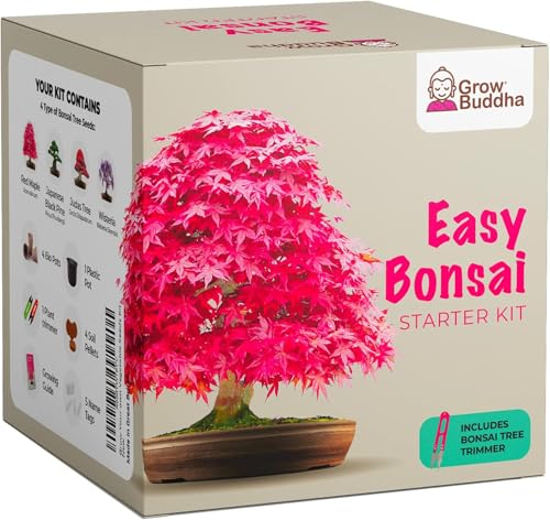 Grow Buddha Bonsai Starter Kit